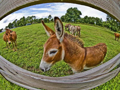 Pasture Scenes 2