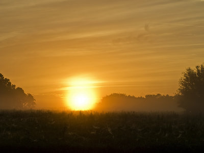 Morning Webs