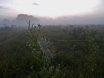 A Spiders View