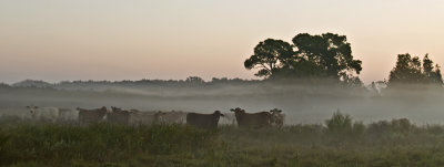Morning in the Pasture