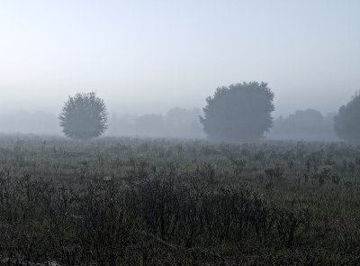 Morning Glory