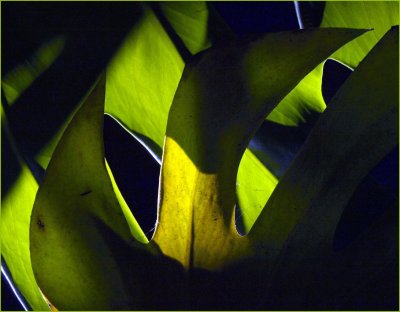 Shadow play