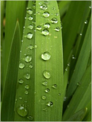 The beauty of rain
