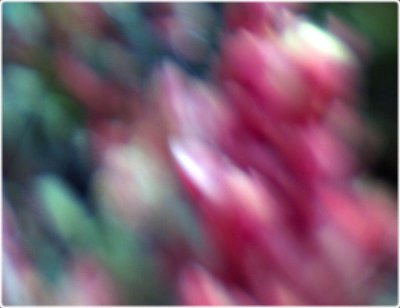 Lensbaby blur