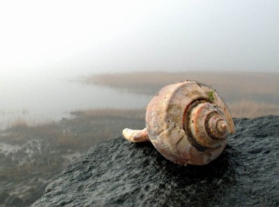 The shell