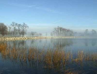 The reeds