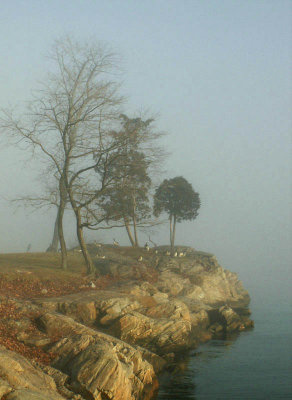 Geese on the point