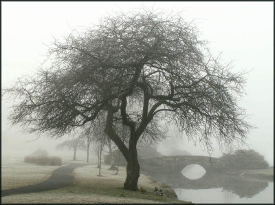 Misty Morn