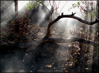 Misty rays