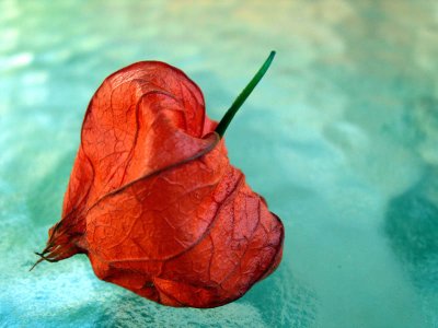Chinese Lantern