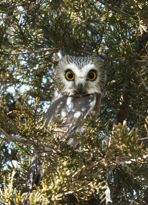Sawet Owl