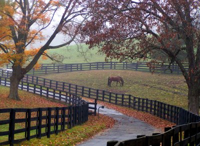 A horses life, Bedford, NY