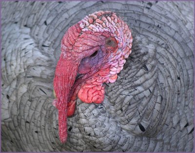 A gobbler