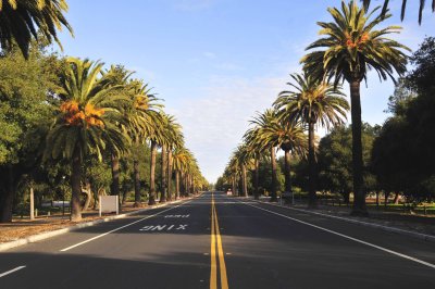 21_Palo Alto_Palm Dr.jpg