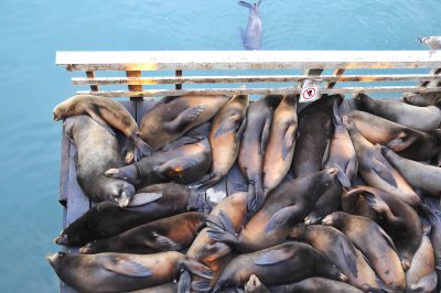 37_Where the seals sleep.jpg