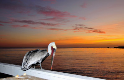 43_A pelican in the twilight zone.jpg