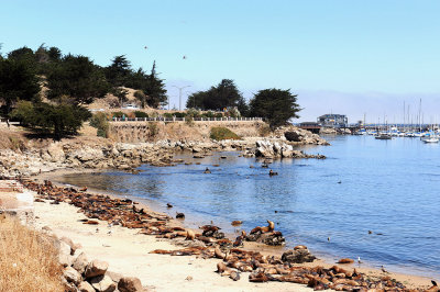 60_Monterey_seals paradise.jpg