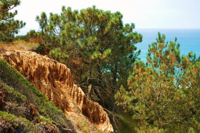 Torrey Pines cliff.JPG