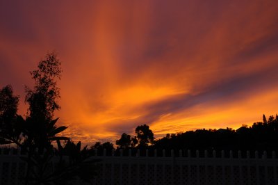 Backyard 111106.JPG