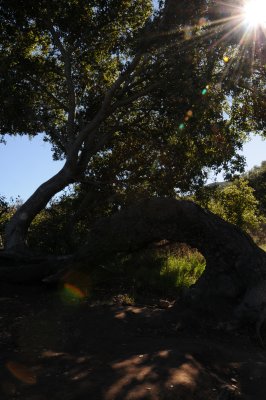 Tree on bended trunk in Mission Trails Park.jpg