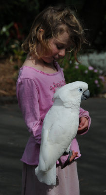 Girl with cockatoo at QBG.JPG