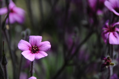 Purplish pink flower.JPG