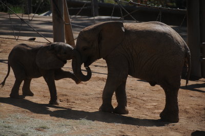 SD Wild Animal Park - Two youngsters just having some fun.JPG