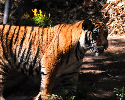 SD Zoo tiger.JPG