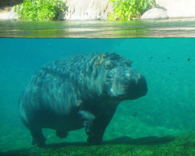 SD Zoo Hippo.JPG