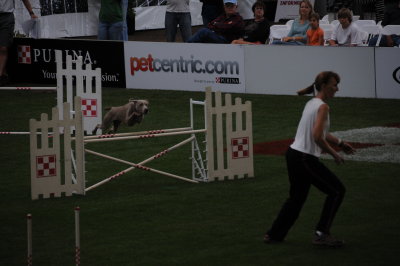 SD Fair - Agility Trials.JPG