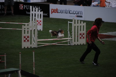 SD Fair - Agility Trials.JPG