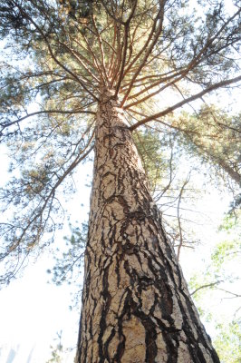 Ponderosa Pine.JPG