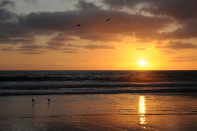 Torrey Pines.JPG