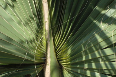 palm design 1.jpg