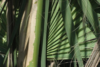 palm design 2.jpg