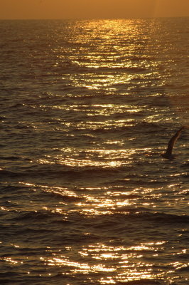 sunset bird.jpg