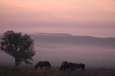 Bridger SD Morning 2.jpg