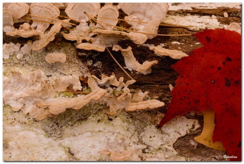 Posie d'automne_12.jpg
