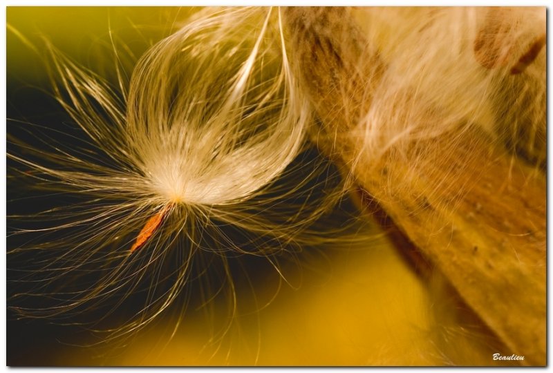 Posie d'automne_18.jpg