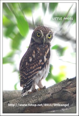 Asian Barred Owlet.jpg