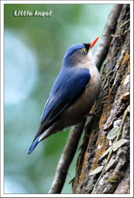 Velvet-fronted Nuthatch.jpg