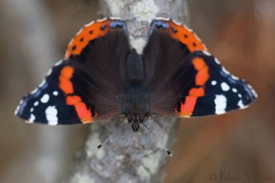 Atalanta - Red Admiral - Vanessa 
