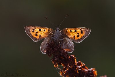 Kleine Vuurvlinder - Small Copper - Lycaena phlaeas