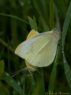 Klein Koolwitje - Small White - Pieris rapae