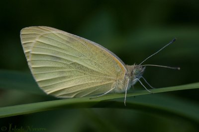 Klein Koolwitje - Small White - Pieris rapae