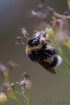 Hommel