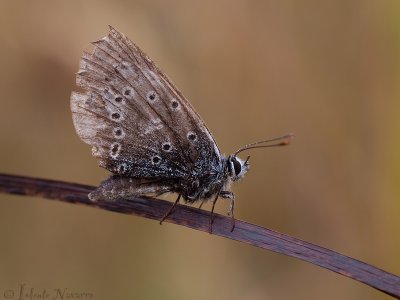 Versleten Vlinders