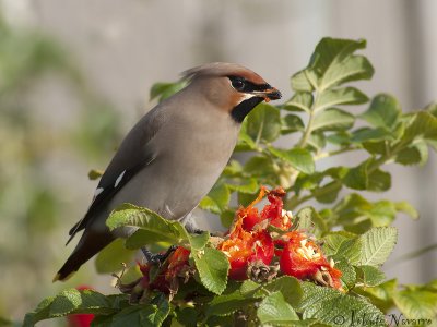 Pestvogel - Bohemian Waxwing - Bombycilla garrulus