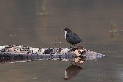 Waterspreeuw - White-bellied Dipper - Cinclus cinclus