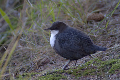 Waterspreeuw - White-bellied Dipper - Cinclus cinclus